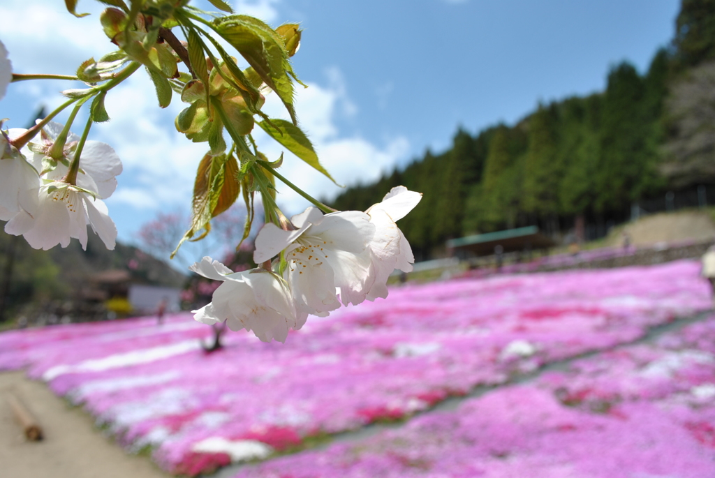 国田家の芝桜