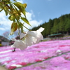 国田家の芝桜