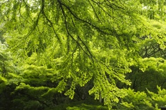 貴船神社