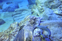 『アクアワールド茨城県大洗水族館　ウミガメ』