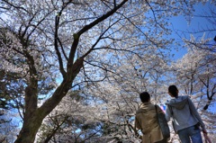 『大宮公園　桜木』