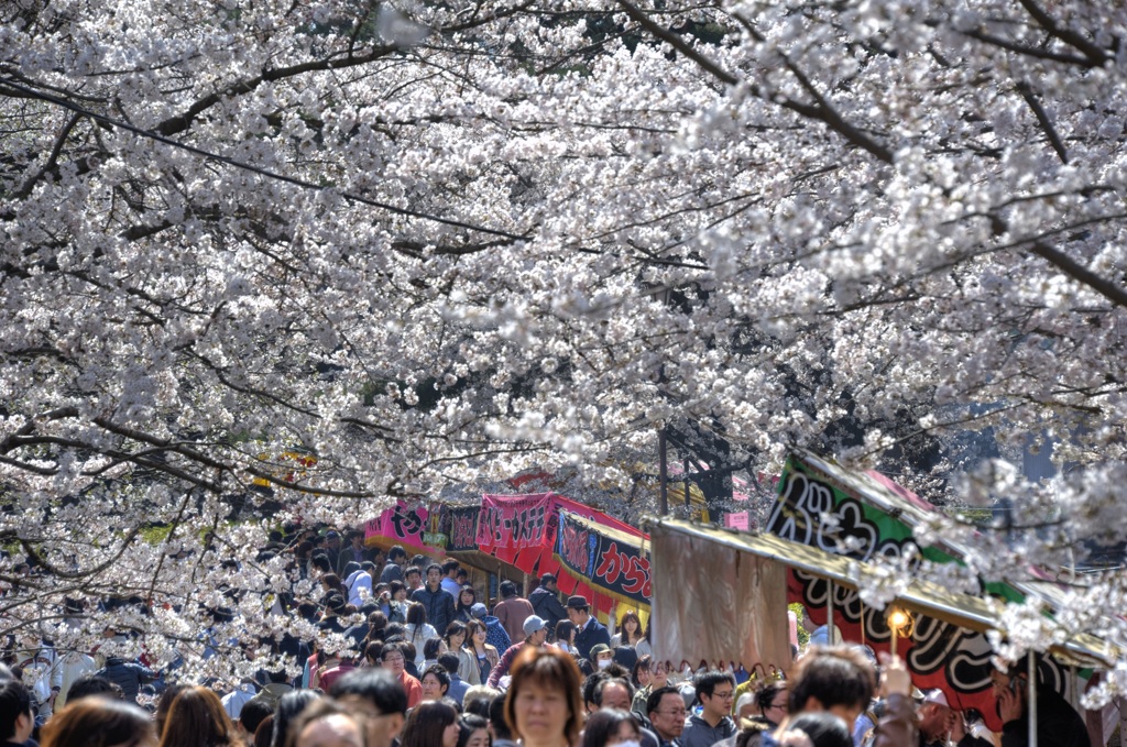 『大宮公園　花見』