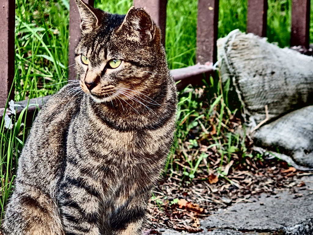 『名城公園　猫』