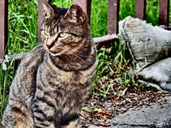 『名城公園　猫』