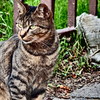 『名城公園　猫』