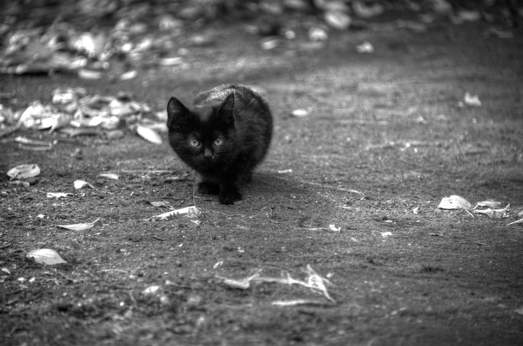 『大宮公園　黒猫』 