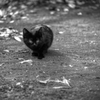 『大宮公園　黒猫』 