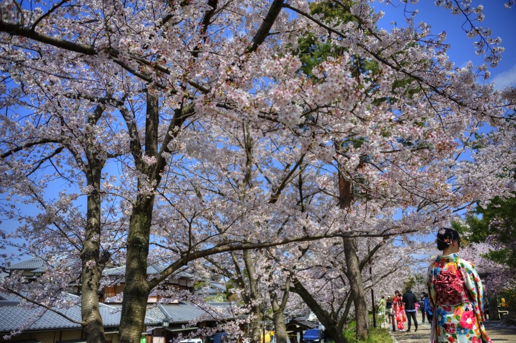 『高台寺公園』