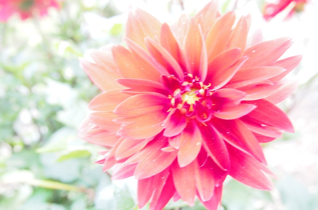 花火