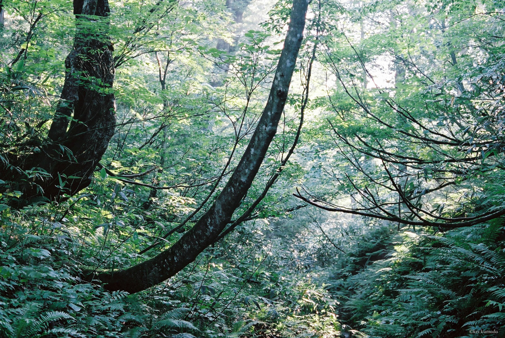 木々の目覚め