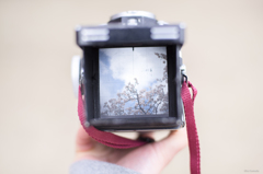 ファインダー越しの桜