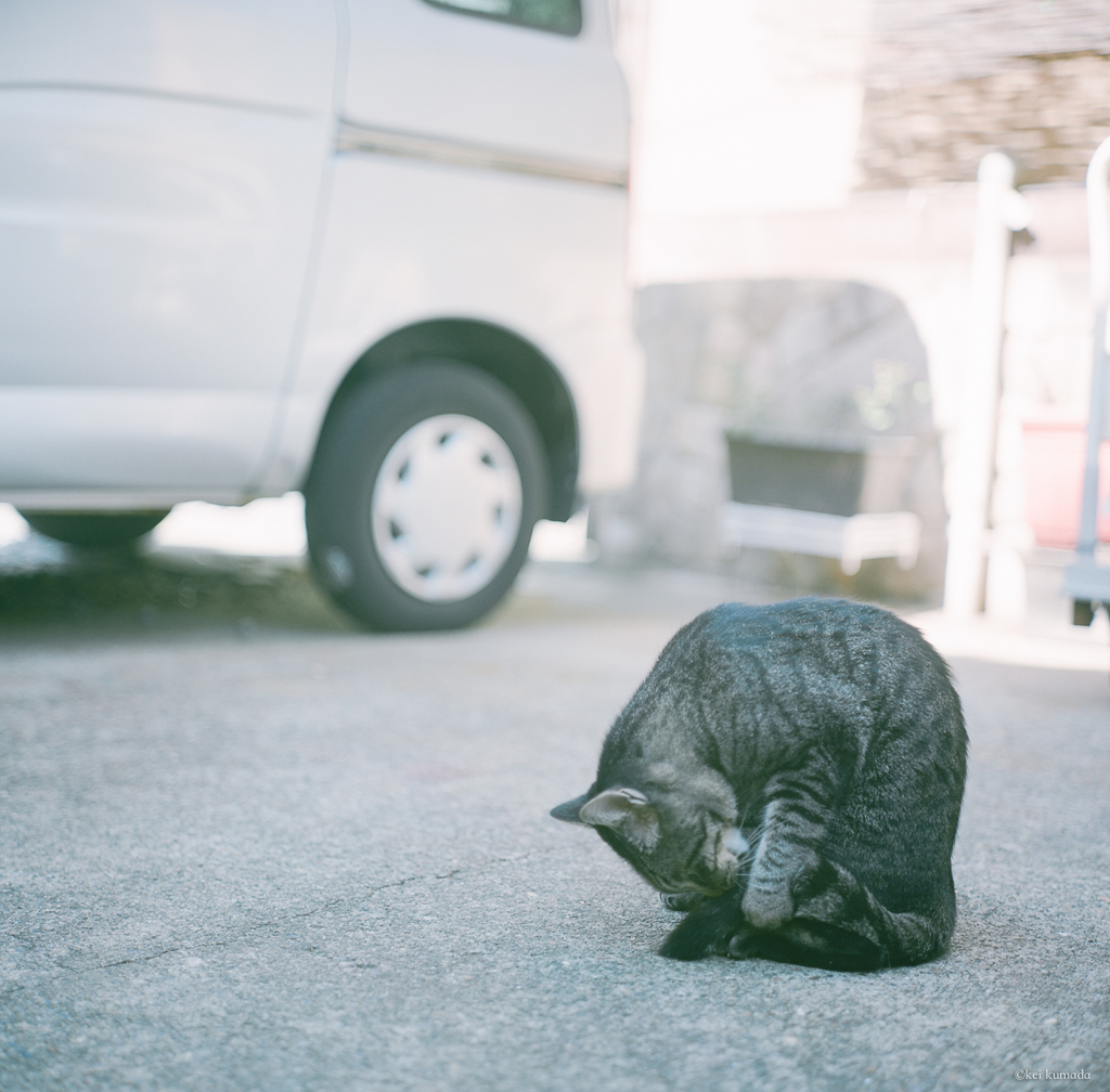 猫は丸くなる