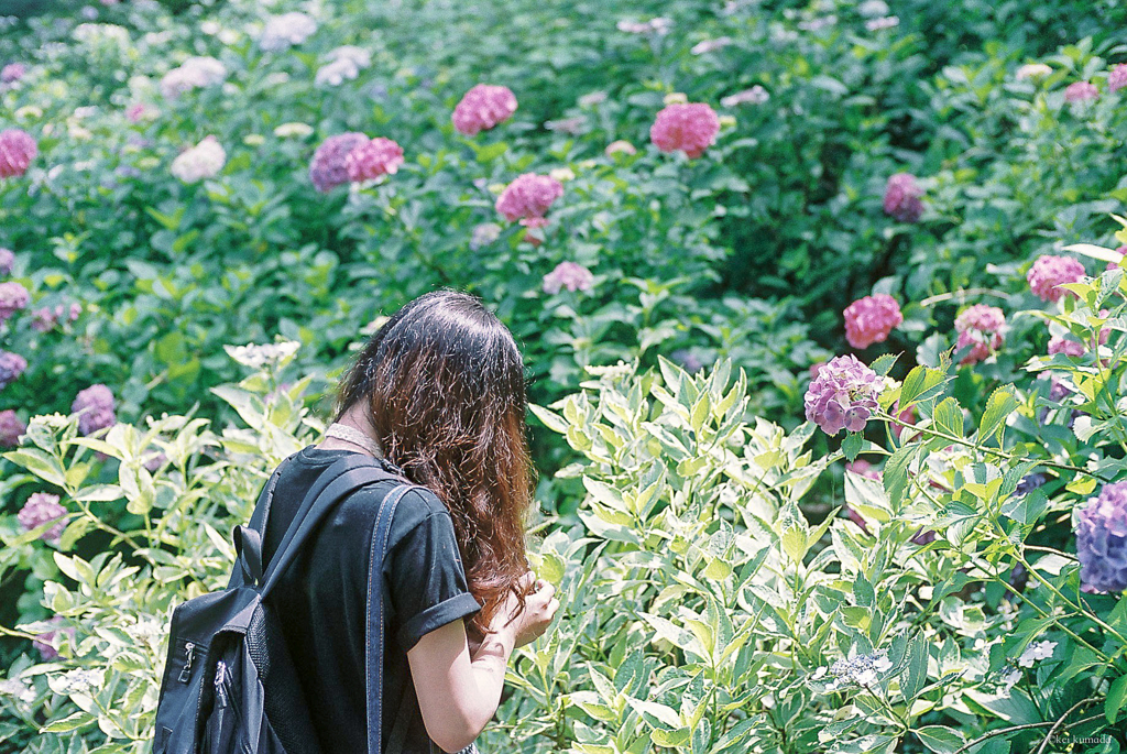 紫陽花という個性