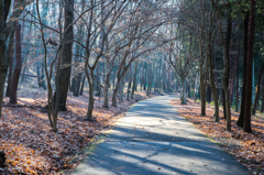 冬の並木道