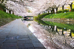 桜トンネル