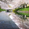 桜トンネル