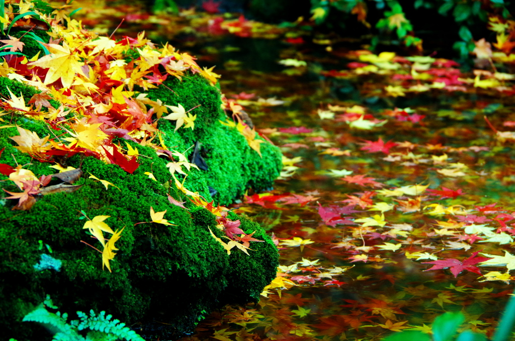 紅葉