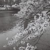 京橋川の春