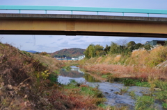 黒瀬川を散歩・橋の下から上流を見れば