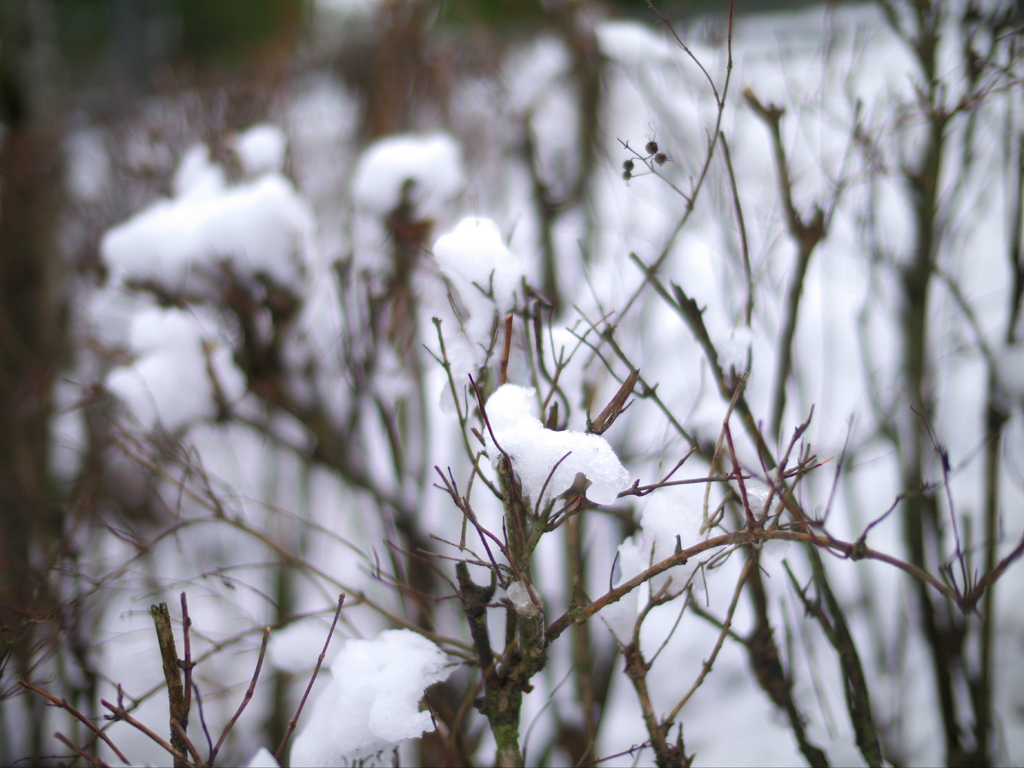 雪の花