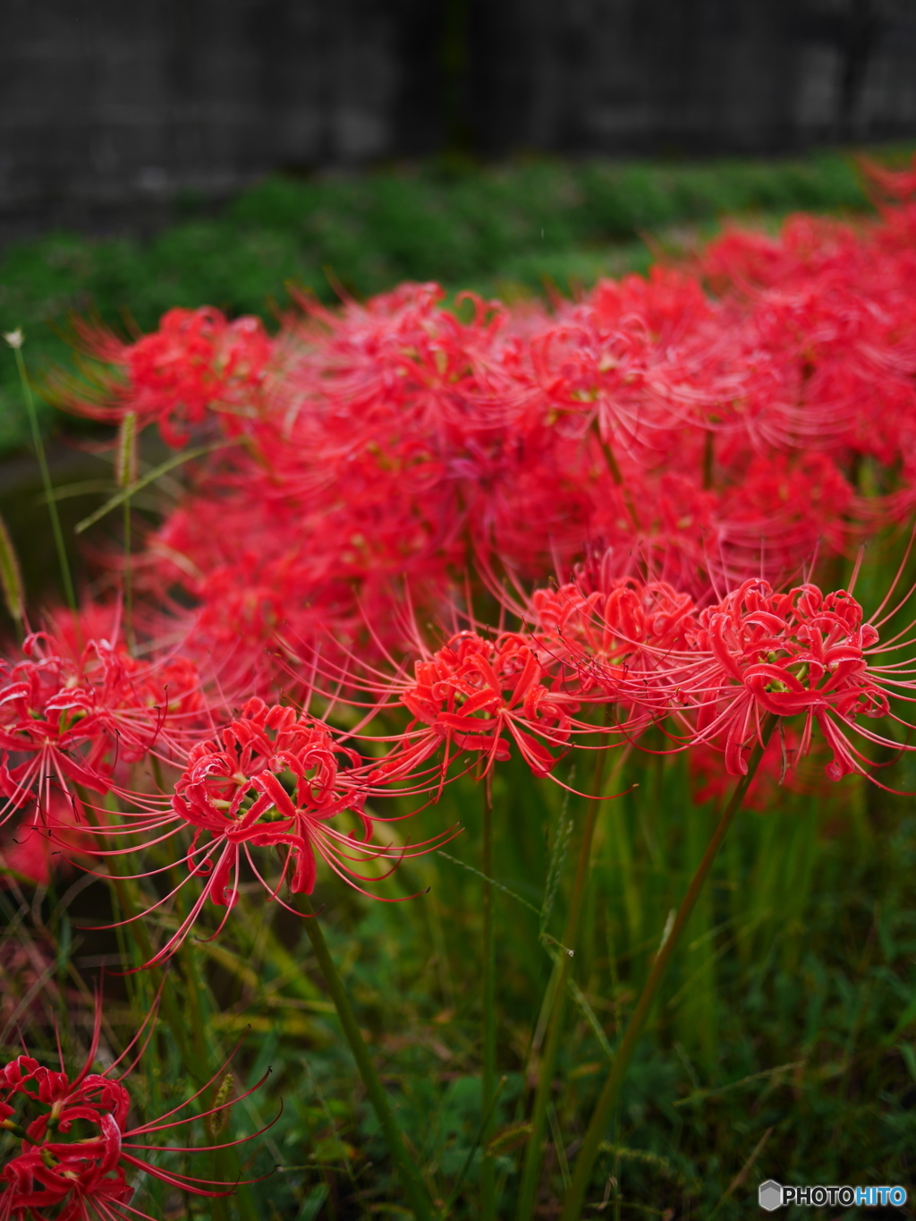 曼珠沙華