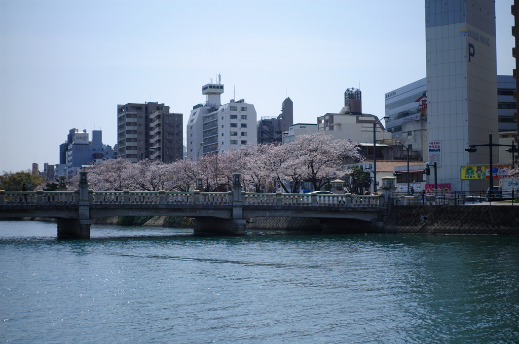 猿猴橋と桜並木