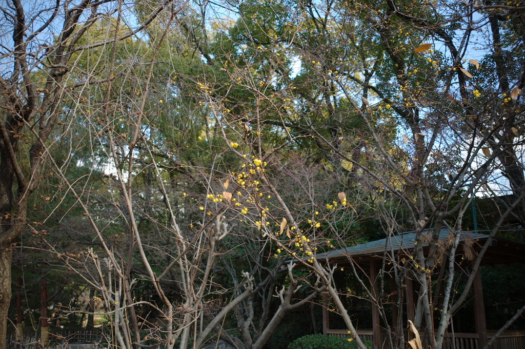 縮景園・梅が咲き始めました