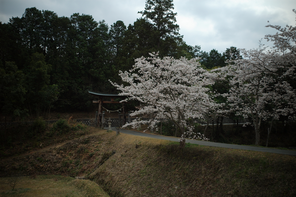 桜の参道
