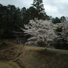桜の参道