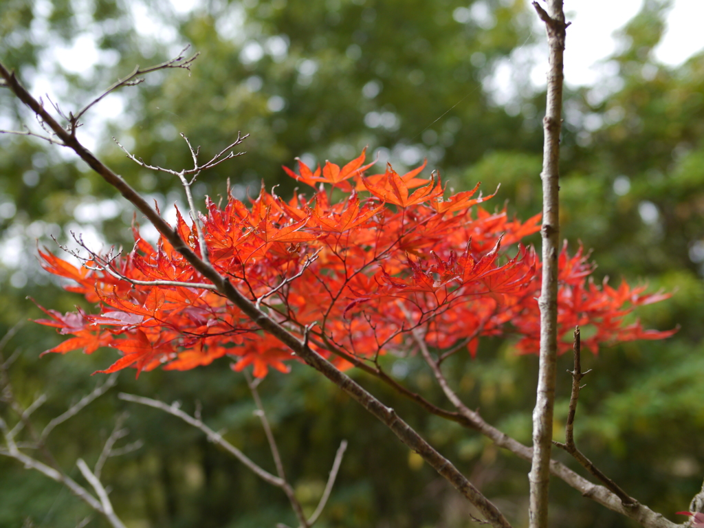 小さな紅葉