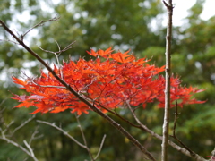 小さな紅葉
