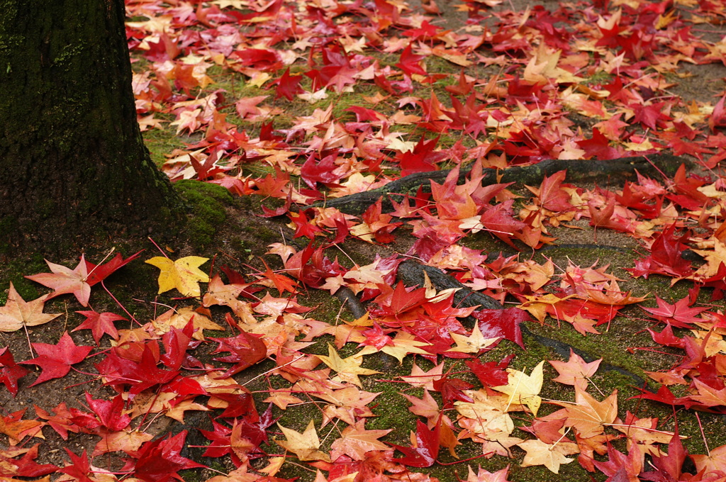 雨の紅葉