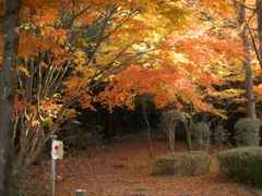 金色に染まった鏡山登山口