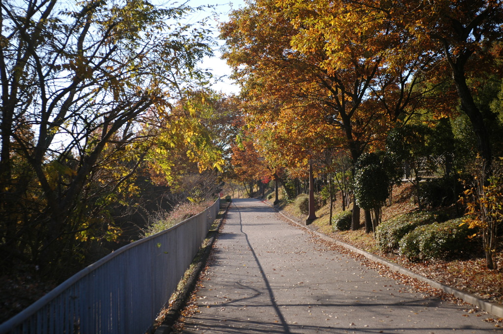 秋に包まれた坂道