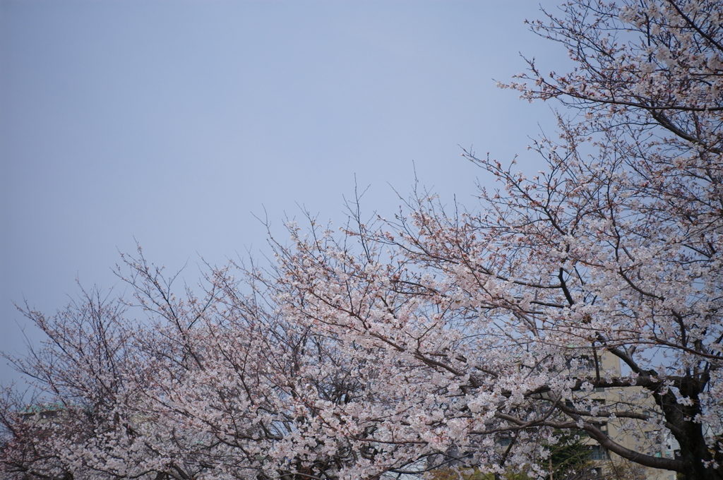 春の空、香る