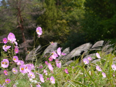 すすき野に揺れる秋桜