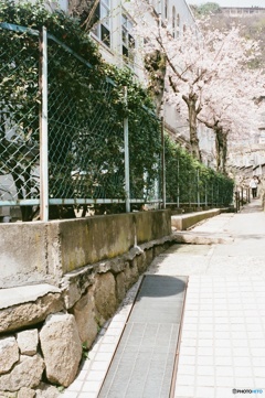 学び舎の桜