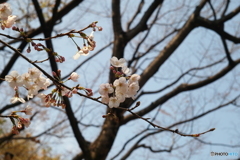 平和公園の桜