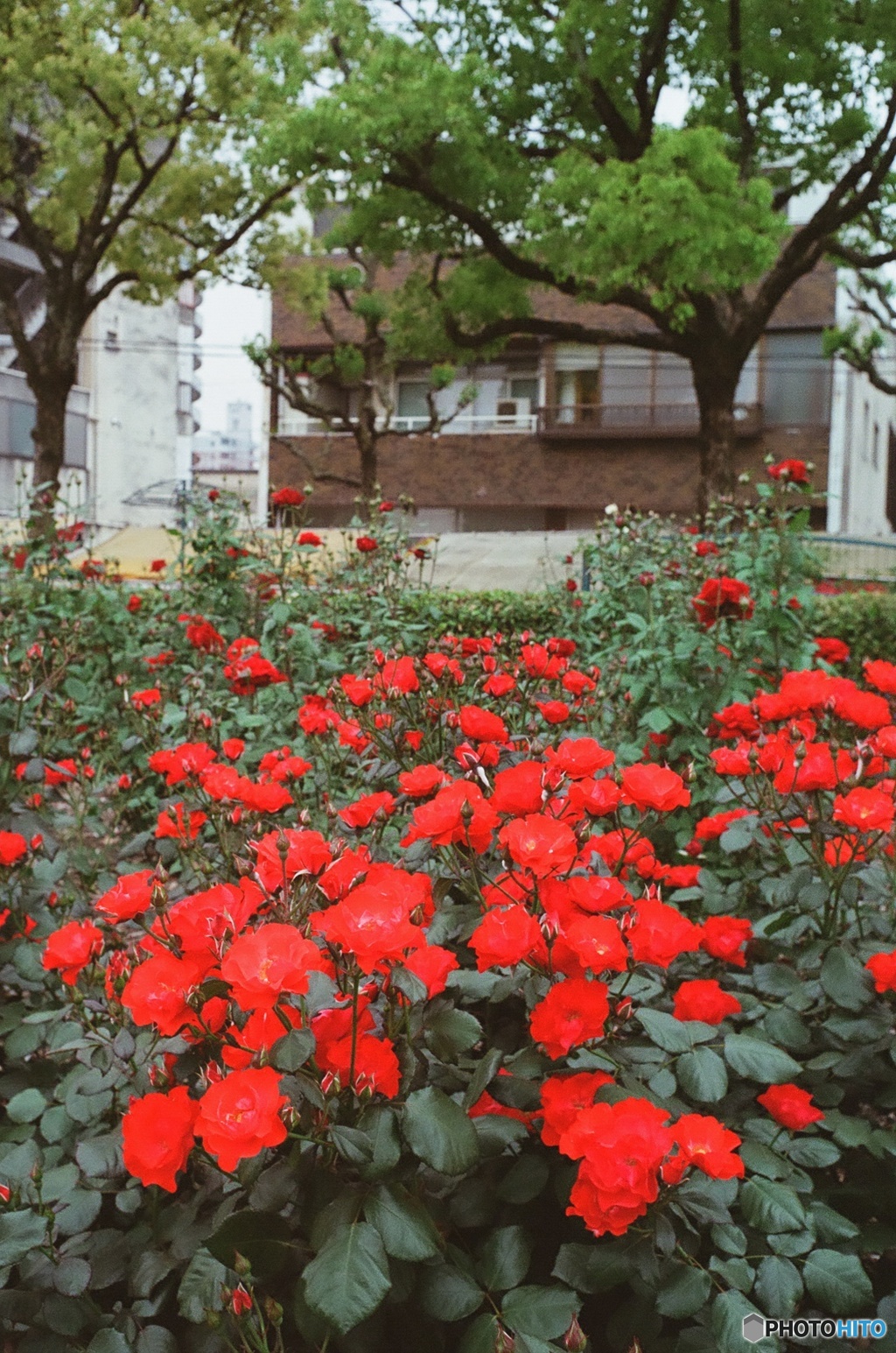 福山ばら祭