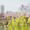 猿猴川の春