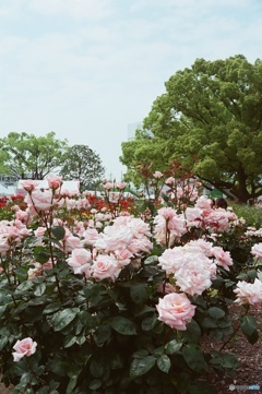 福山ばら祭