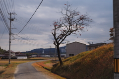 柿の木と田舎道