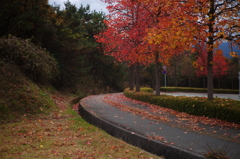 落葉に染まる道