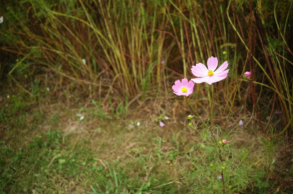 秋桜