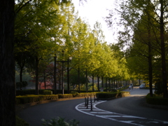 鏡山公園入口の並木道