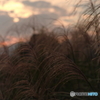 ススキ（raw現像版）