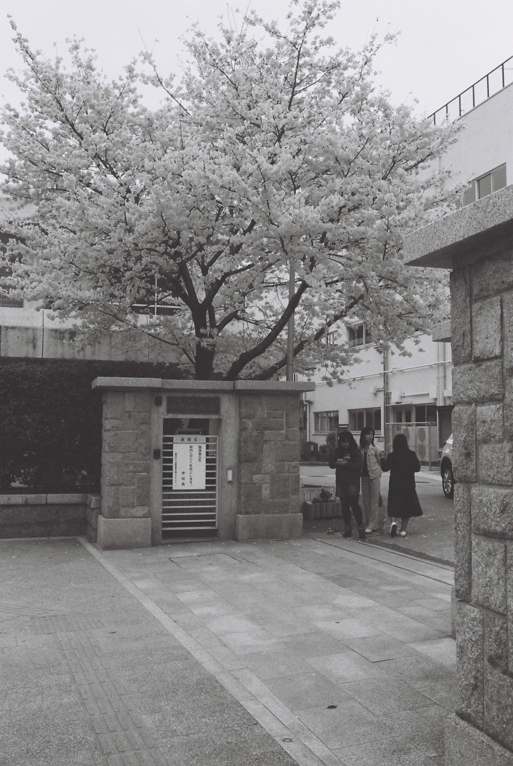 学び舎の桜