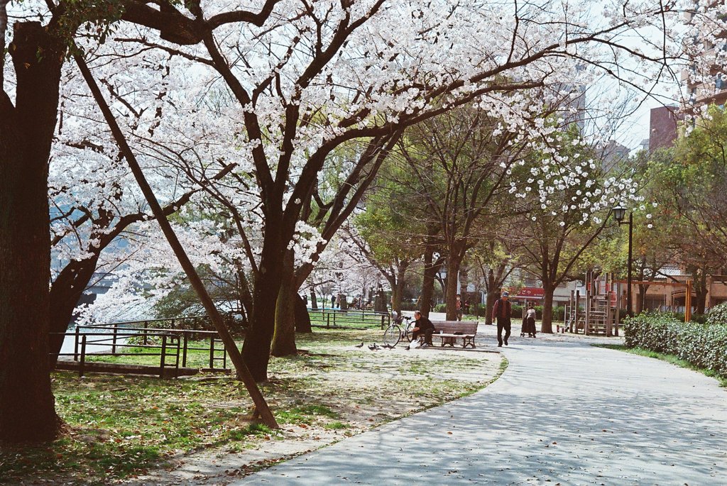 京橋川の春