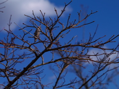 蓑虫と青い空