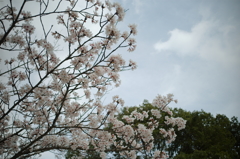 桜、さくら、サクラ、櫻